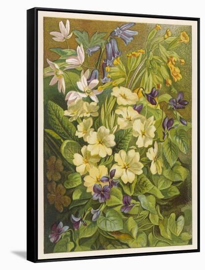 Flowers of March and April: Viola-null-Framed Stretched Canvas