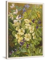 Flowers of March and April: Viola-null-Stretched Canvas