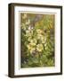 Flowers of March and April: Viola-null-Framed Art Print