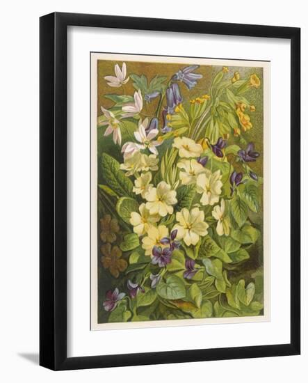 Flowers of March and April: Viola-null-Framed Art Print