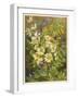 Flowers of March and April: Viola-null-Framed Art Print