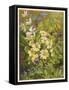 Flowers of March and April: Viola-null-Framed Stretched Canvas