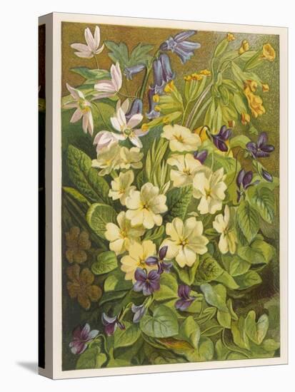 Flowers of March and April: Viola-null-Stretched Canvas