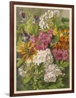 Flowers of May and June: Viola Tricolor-null-Framed Art Print