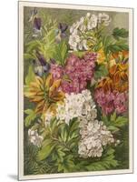 Flowers of May and June: Viola Tricolor-null-Mounted Art Print