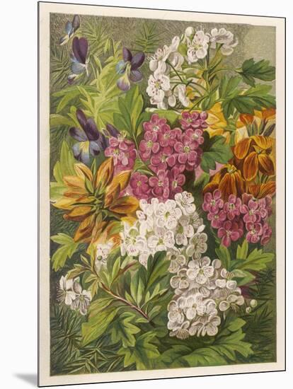 Flowers of May and June: Viola Tricolor-null-Mounted Art Print