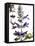 Flowers of Salvia Speciosa-Dieter Heinemann-Framed Stretched Canvas