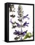 Flowers of Salvia Speciosa-Dieter Heinemann-Framed Stretched Canvas