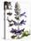 Flowers of Salvia Speciosa-Dieter Heinemann-Stretched Canvas