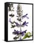 Flowers of Salvia Speciosa-Dieter Heinemann-Framed Stretched Canvas