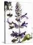 Flowers of Salvia Speciosa-Dieter Heinemann-Stretched Canvas