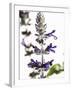 Flowers of Salvia Speciosa-Dieter Heinemann-Framed Photographic Print