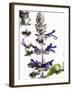 Flowers of Salvia Speciosa-Dieter Heinemann-Framed Photographic Print