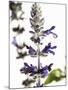 Flowers of Salvia Speciosa-Dieter Heinemann-Mounted Photographic Print