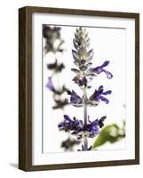 Flowers of Salvia Speciosa-Dieter Heinemann-Framed Photographic Print