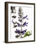 Flowers of Salvia Speciosa-Dieter Heinemann-Framed Photographic Print