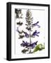 Flowers of Salvia Speciosa-Dieter Heinemann-Framed Photographic Print
