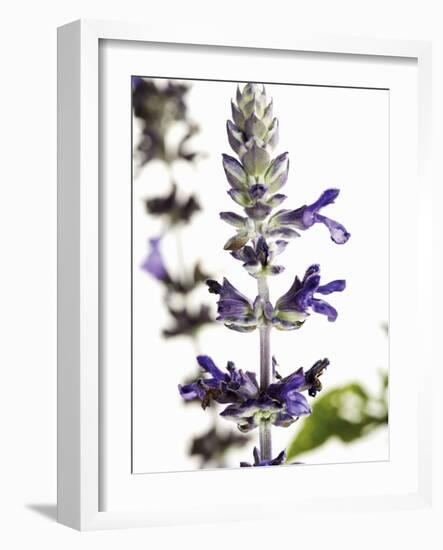 Flowers of Salvia Speciosa-Dieter Heinemann-Framed Photographic Print