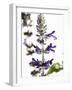 Flowers of Salvia Speciosa-Dieter Heinemann-Framed Photographic Print