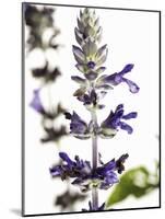 Flowers of Salvia Speciosa-Dieter Heinemann-Mounted Photographic Print