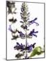 Flowers of Salvia Speciosa-Dieter Heinemann-Mounted Photographic Print