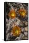 Flowers of the Jumping Cholla Cactus (Hanging Chain Cholla) (Cylindropuntia Fulgida)-Richard Maschmeyer-Framed Stretched Canvas
