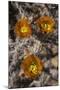 Flowers of the Jumping Cholla Cactus (Hanging Chain Cholla) (Cylindropuntia Fulgida)-Richard Maschmeyer-Mounted Photographic Print