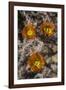 Flowers of the Jumping Cholla Cactus (Hanging Chain Cholla) (Cylindropuntia Fulgida)-Richard Maschmeyer-Framed Photographic Print