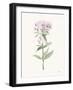 Flowers of the Wild II Pastel-Katrina Pete-Framed Art Print