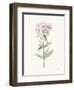 Flowers of the Wild II Pastel-Katrina Pete-Framed Art Print