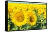 Flowers of Yellow Sunflowers close Up-HaiGala-Framed Stretched Canvas