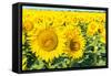 Flowers of Yellow Sunflowers close Up-HaiGala-Framed Stretched Canvas