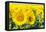 Flowers of Yellow Sunflowers close Up-HaiGala-Framed Stretched Canvas