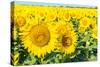 Flowers of Yellow Sunflowers close Up-HaiGala-Stretched Canvas