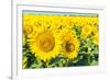 Flowers of Yellow Sunflowers close Up-HaiGala-Framed Photographic Print