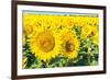 Flowers of Yellow Sunflowers close Up-HaiGala-Framed Photographic Print