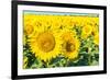 Flowers of Yellow Sunflowers close Up-HaiGala-Framed Photographic Print