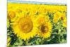 Flowers of Yellow Sunflowers close Up-HaiGala-Mounted Photographic Print