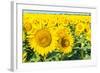 Flowers of Yellow Sunflowers close Up-HaiGala-Framed Photographic Print