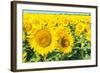 Flowers of Yellow Sunflowers close Up-HaiGala-Framed Photographic Print