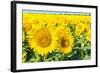 Flowers of Yellow Sunflowers close Up-HaiGala-Framed Photographic Print