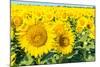 Flowers of Yellow Sunflowers close Up-HaiGala-Mounted Photographic Print