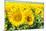 Flowers of Yellow Sunflowers close Up-HaiGala-Mounted Photographic Print