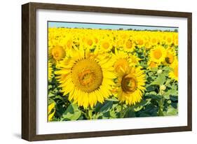 Flowers of Yellow Sunflowers close Up-HaiGala-Framed Photographic Print