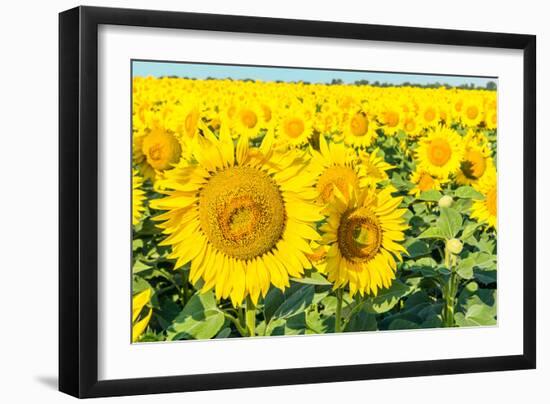 Flowers of Yellow Sunflowers close Up-HaiGala-Framed Photographic Print