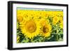 Flowers of Yellow Sunflowers close Up-HaiGala-Framed Photographic Print