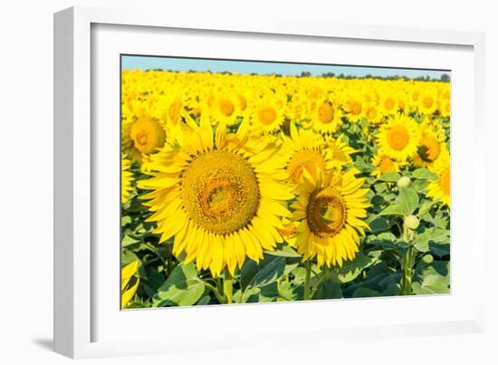 Flowers of Yellow Sunflowers close Up-HaiGala-Framed Photographic Print