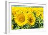 Flowers of Yellow Sunflowers close Up-HaiGala-Framed Photographic Print
