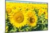 Flowers of Yellow Sunflowers close Up-HaiGala-Mounted Photographic Print