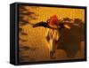 Flowers on a Cattle Skull-James Randklev-Framed Stretched Canvas